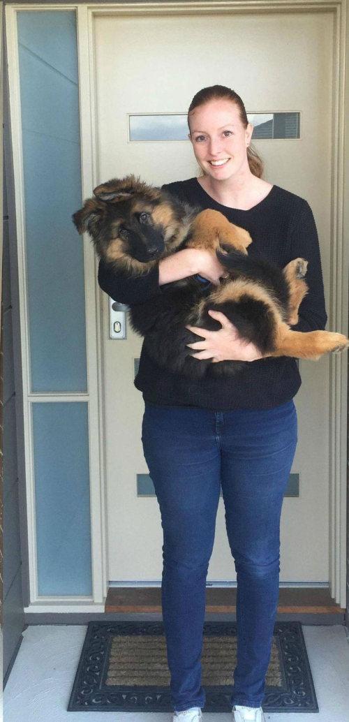 It Took Only 8 Months For This German Shepherd To Become Huge (6 pics)