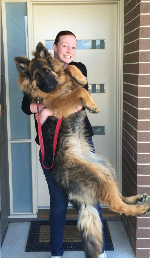 It Took Only 8 Months For This German Shepherd To Become Huge (6 pics)