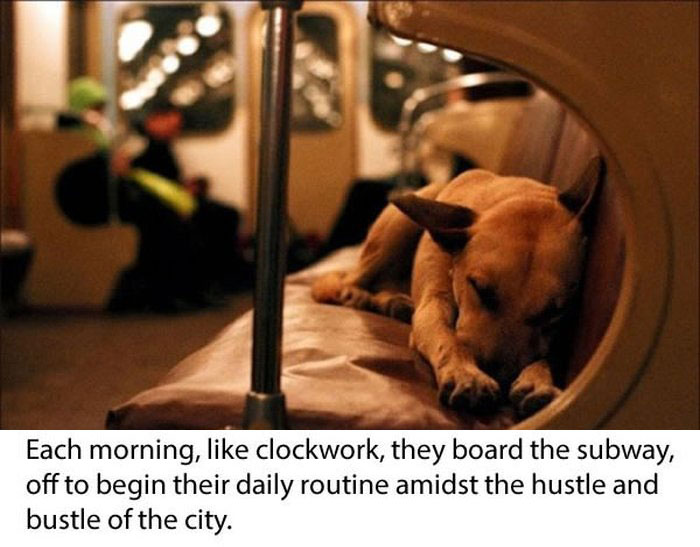 Stray Dogs Ride The Subway In Moscow  (11 pics)
