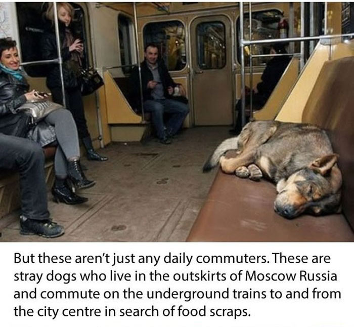 Stray Dogs Ride The Subway In Moscow  (11 pics)