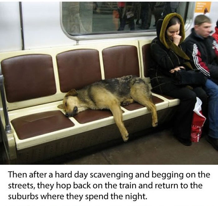 Stray Dogs Ride The Subway In Moscow  (11 pics)