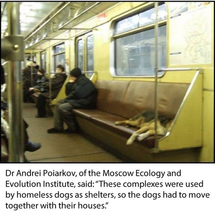 Stray Dogs Ride The Subway In Moscow  (11 pics)