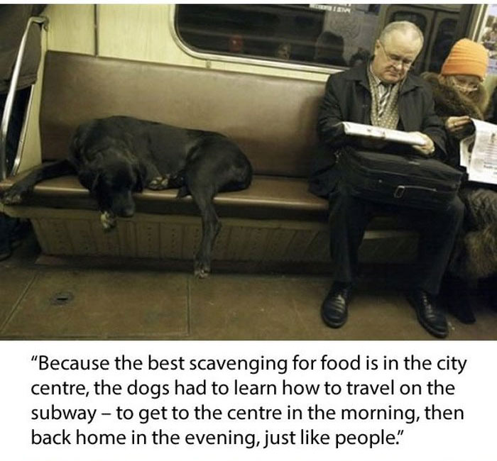 Stray Dogs Ride The Subway In Moscow  (11 pics)