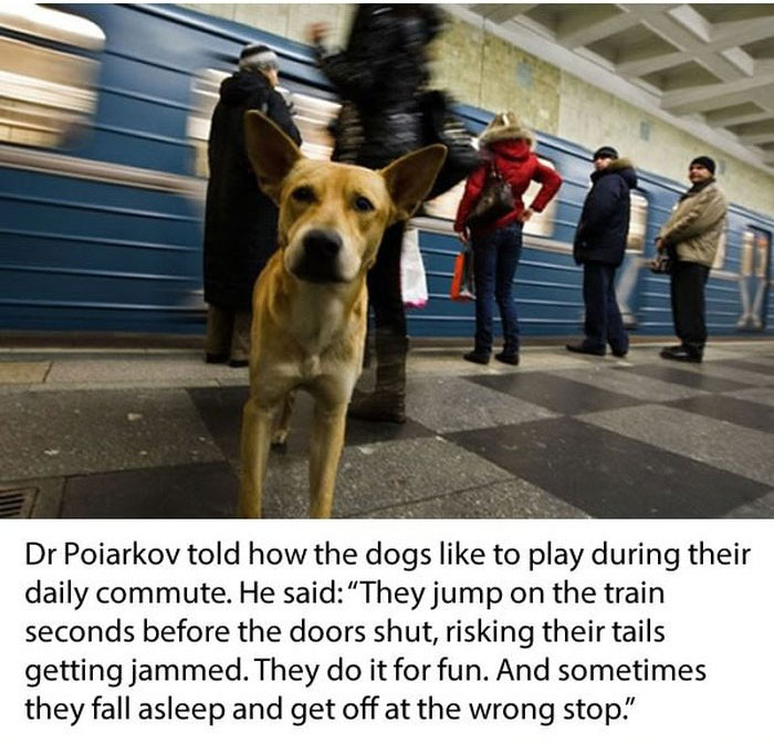 Stray Dogs Ride The Subway In Moscow  (11 pics)