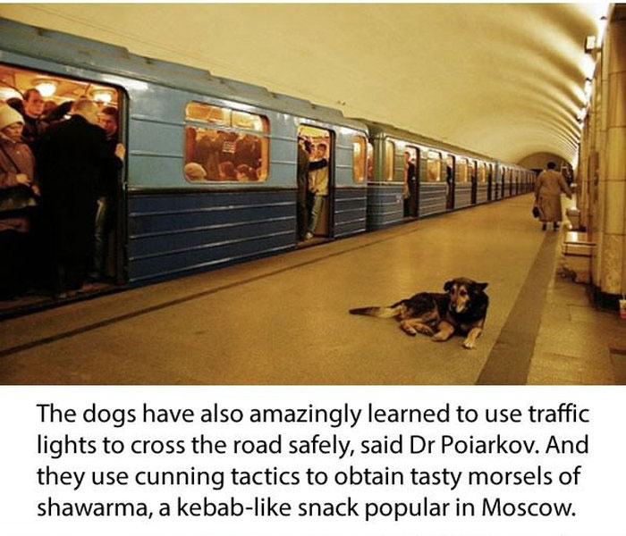 Stray Dogs Ride The Subway In Moscow  (11 pics)