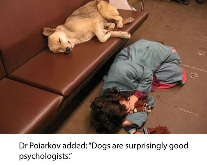 Stray Dogs Ride The Subway In Moscow  (11 pics)