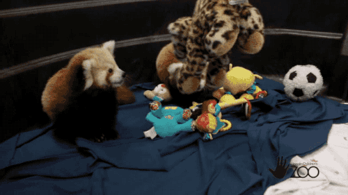 Red Pandas Like To Play (5 gifs)