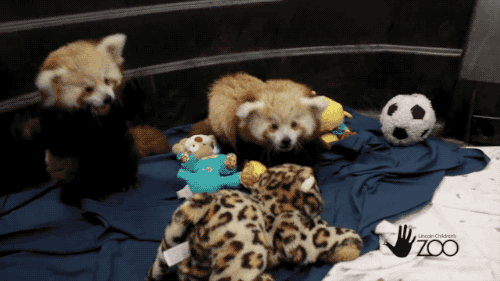 Red Pandas Like To Play (5 gifs)