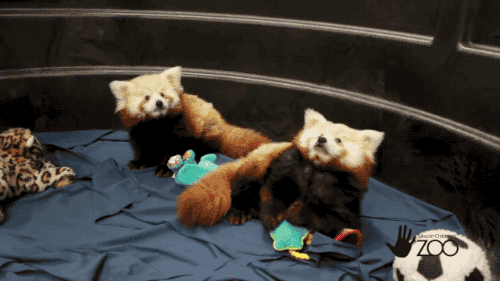 Red Pandas Like To Play (5 gifs)
