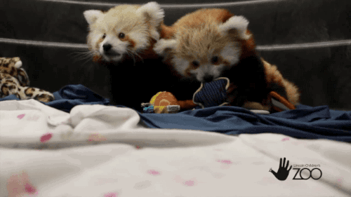 Red Pandas Like To Play (5 gifs)