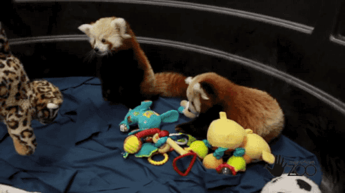 Red Pandas Like To Play (5 gifs)