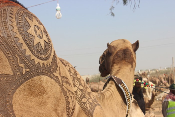 Camels Are Getting Cool Haircuts Courtesy Of Barbers In Pakistan (7 pics)
