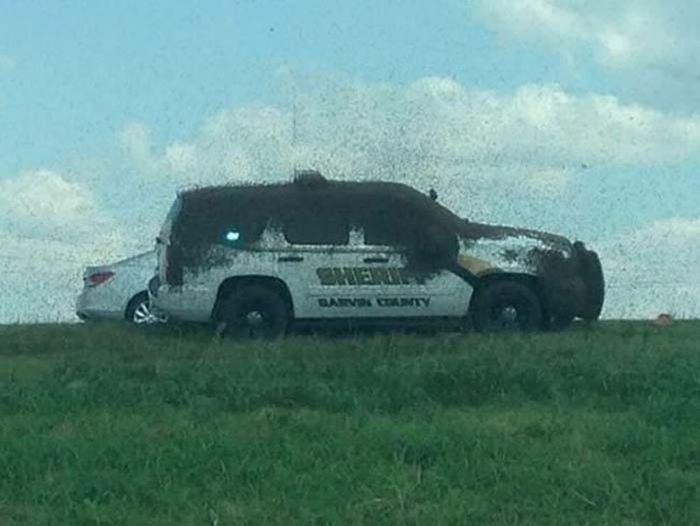 Thousands Of Bees Set Free During Car Accident (3 pics)