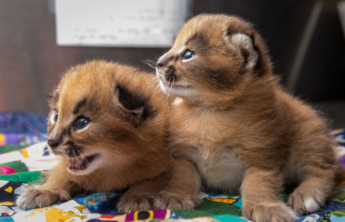 The Oregon Zoo Shows Off Baby Caracal (9 pics)
