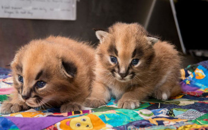 The Oregon Zoo Shows Off Baby Caracal (9 pics)