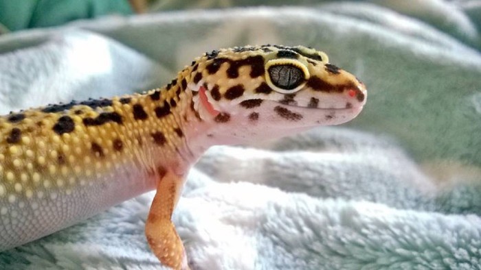 Baby Geckos See The World For The First Time (14 pics)