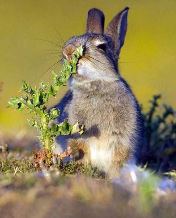 Hungry Rabbit Tries To Eat The Wrong Plant (4 pics)