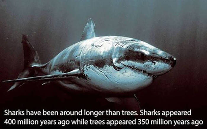 Fun And Fascinating Facts That Will Give Your Brain A Workout (31 pics)