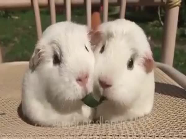 Two Funny Guinea Pigs Eating