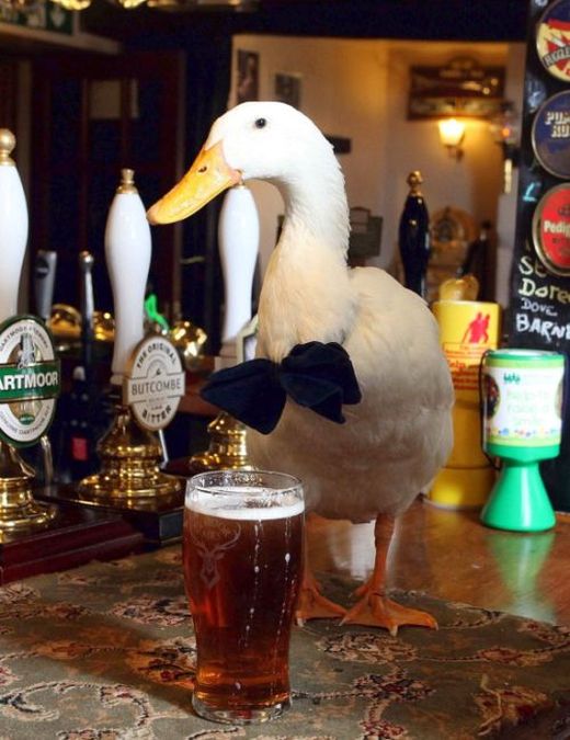 Britain's Beer Drinking Duck Injured In Fight With Dog (7 pics)