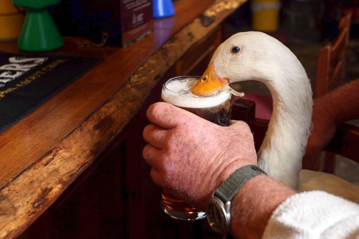 Britain's Beer Drinking Duck Injured In Fight With Dog (7 pics)