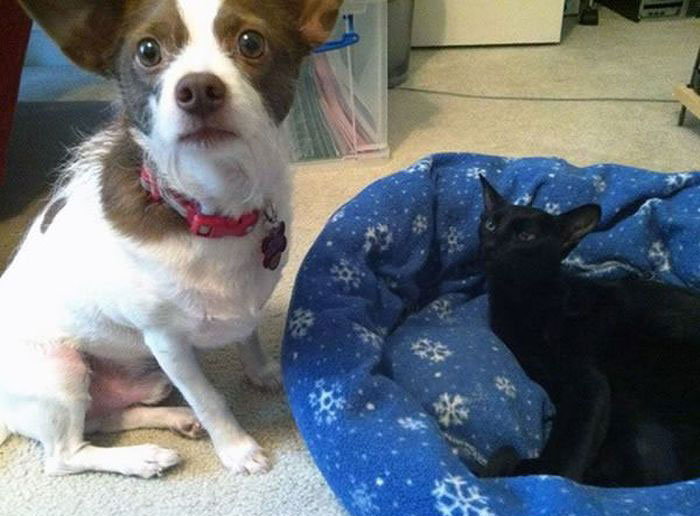How Dogs React When Cats Steal Their Beds (17 pics)