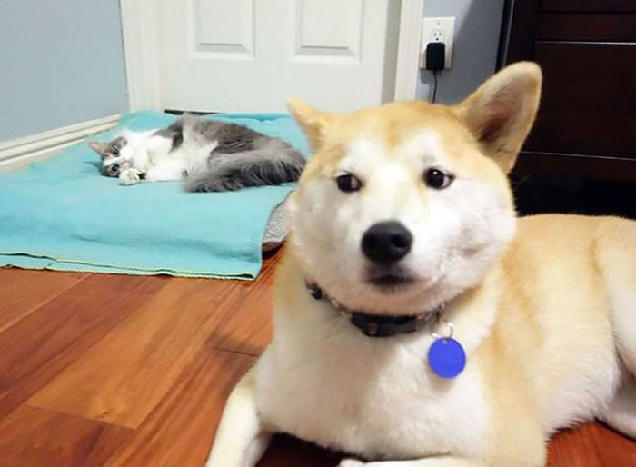 How Dogs React When Cats Steal Their Beds (17 pics)