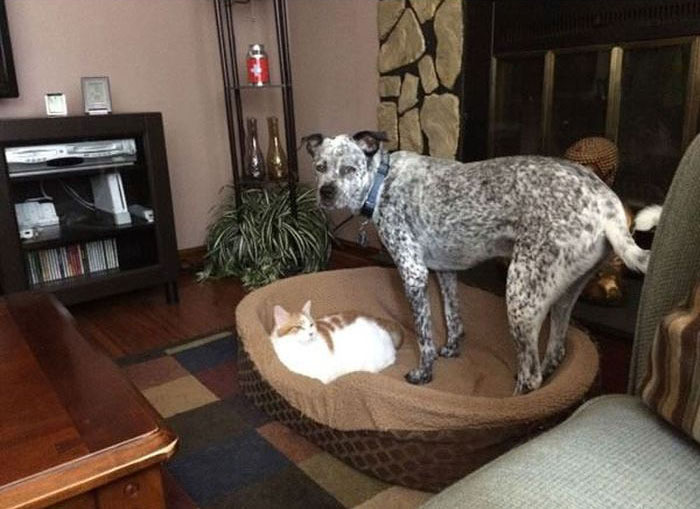How Dogs React When Cats Steal Their Beds (17 pics)