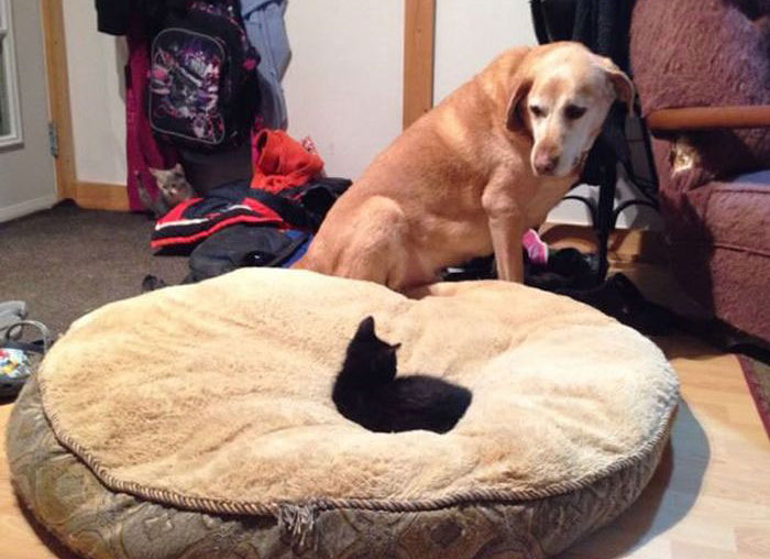 How Dogs React When Cats Steal Their Beds (17 pics)