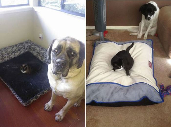 How Dogs React When Cats Steal Their Beds (17 pics)