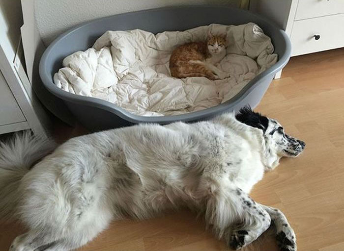 How Dogs React When Cats Steal Their Beds (17 pics)