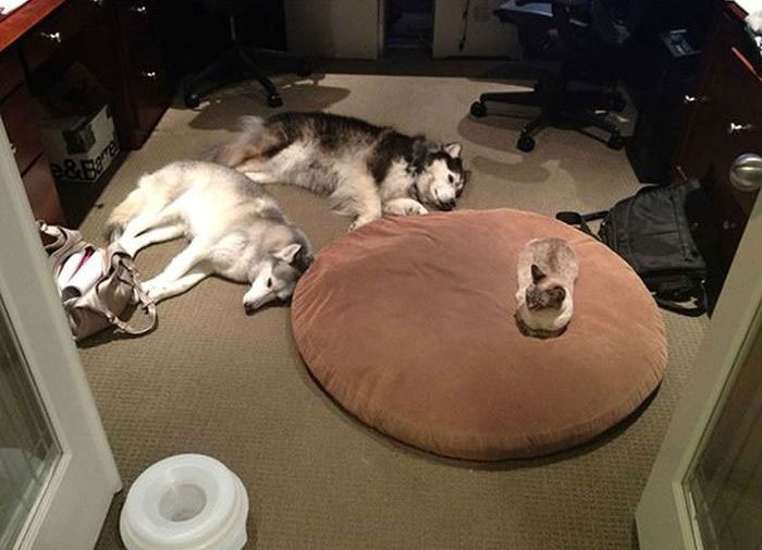 How Dogs React When Cats Steal Their Beds (17 pics)