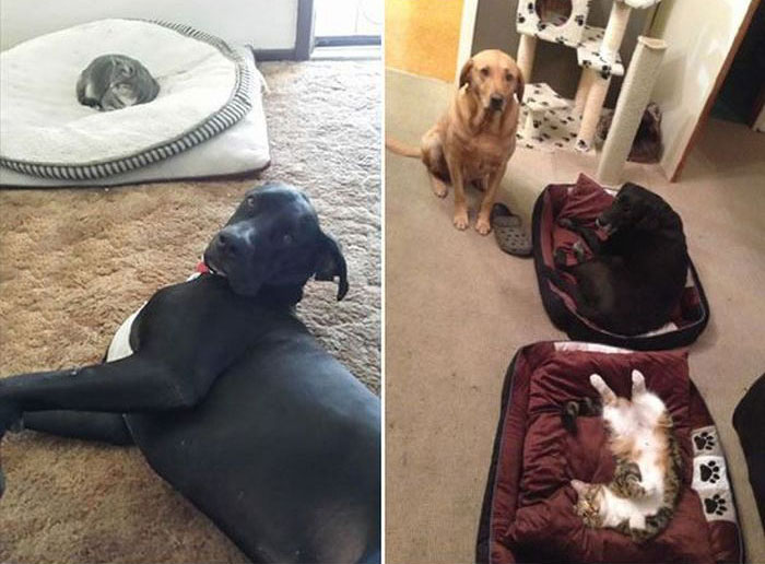 How Dogs React When Cats Steal Their Beds (17 pics)