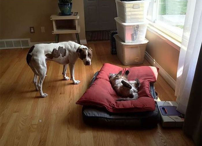 How Dogs React When Cats Steal Their Beds (17 pics)