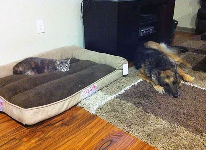 How Dogs React When Cats Steal Their Beds (17 pics)