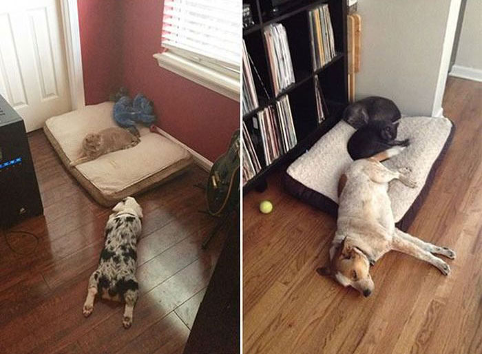 How Dogs React When Cats Steal Their Beds (17 pics)