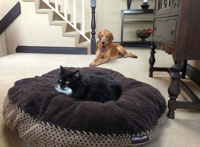 How Dogs React When Cats Steal Their Beds (17 pics)