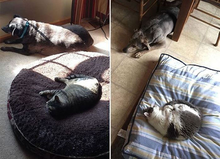 How Dogs React When Cats Steal Their Beds (17 pics)