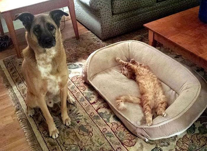 How Dogs React When Cats Steal Their Beds (17 pics)