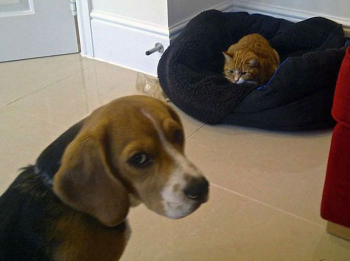 How Dogs React When Cats Steal Their Beds (17 pics)
