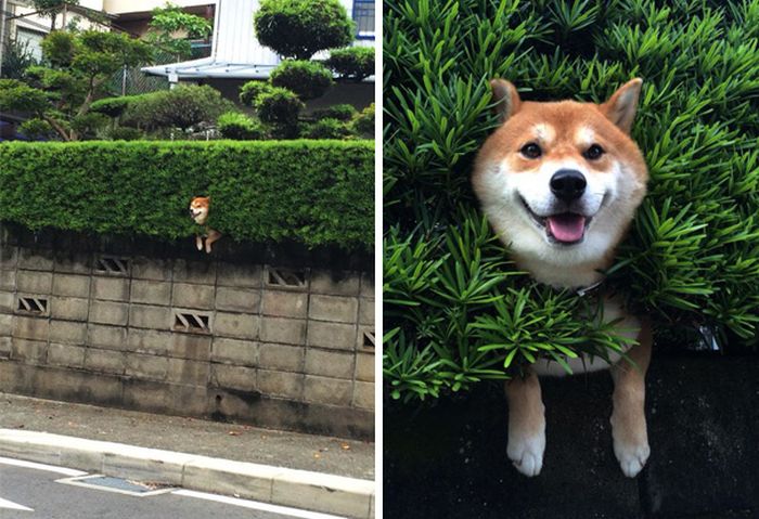 It Didn't Take Long For These Dogs To Realize That They Messed Up (34 pics)