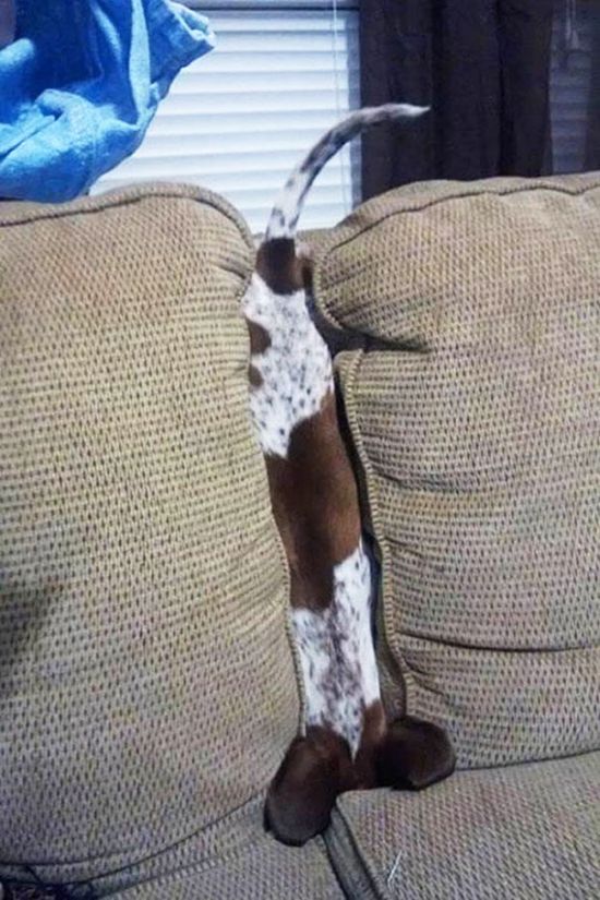 It Didn't Take Long For These Dogs To Realize That They Messed Up (34 pics)