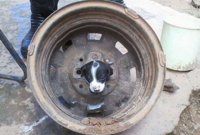 It Didn't Take Long For These Dogs To Realize That They Messed Up (34 pics)