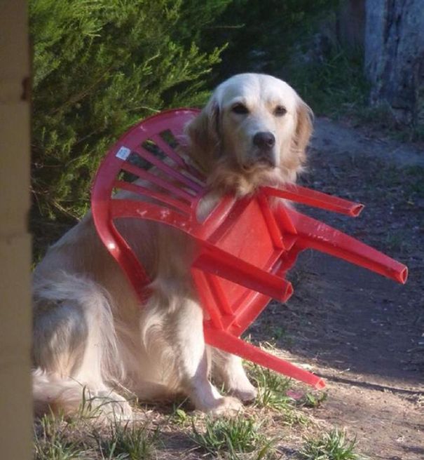 It Didn't Take Long For These Dogs To Realize That They Messed Up (34 pics)