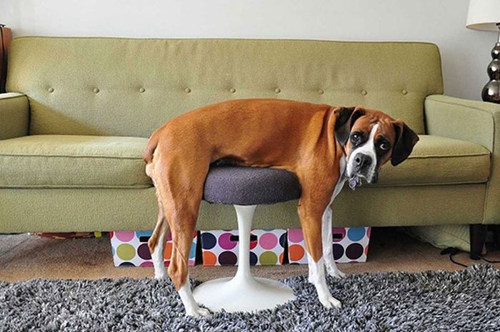 It Didn't Take Long For These Dogs To Realize That They Messed Up (34 pics)
