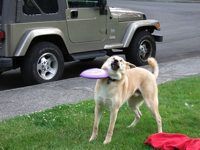 It Didn't Take Long For These Dogs To Realize That They Messed Up (34 pics)