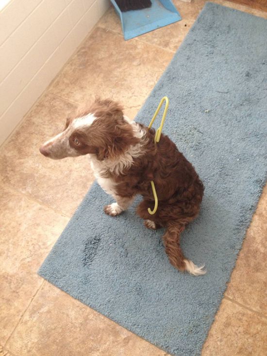 It Didn't Take Long For These Dogs To Realize That They Messed Up (34 pics)