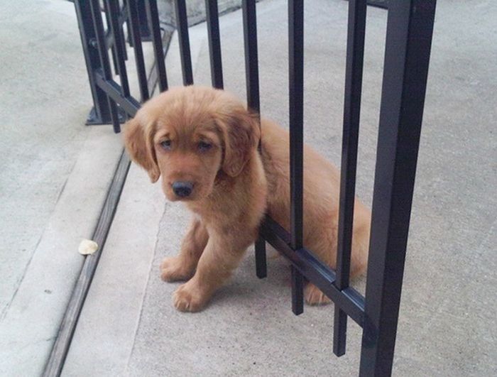 It Didn't Take Long For These Dogs To Realize That They Messed Up (34 pics)