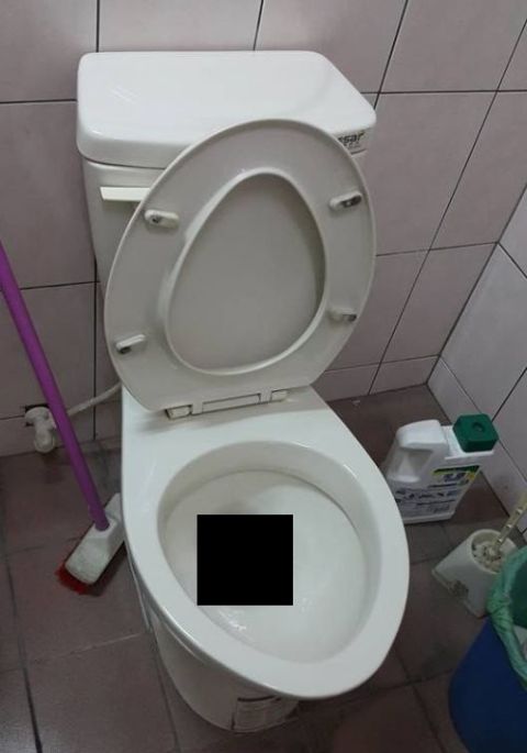 Unexpected Guests Found In The Toilet (3 pics)