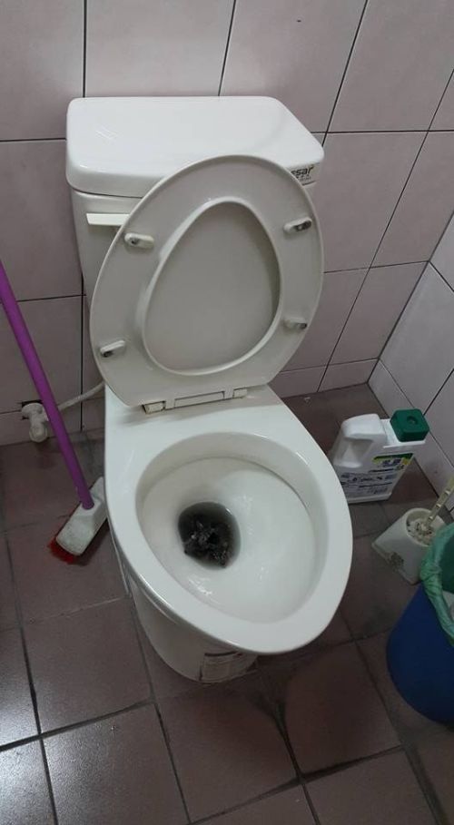 Unexpected Guests Found In The Toilet (3 pics)